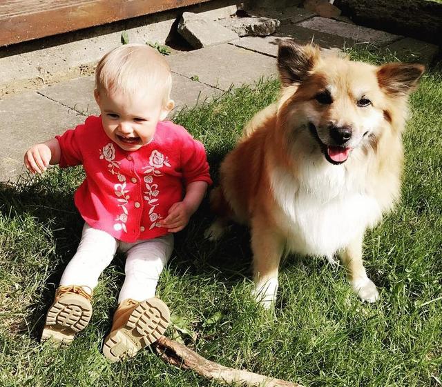 冰島唯一本土狗狗，卻一度慘遭滅絕，如今成為世界最稀有狗狗之一（冰島唯一本土狗狗）(7)