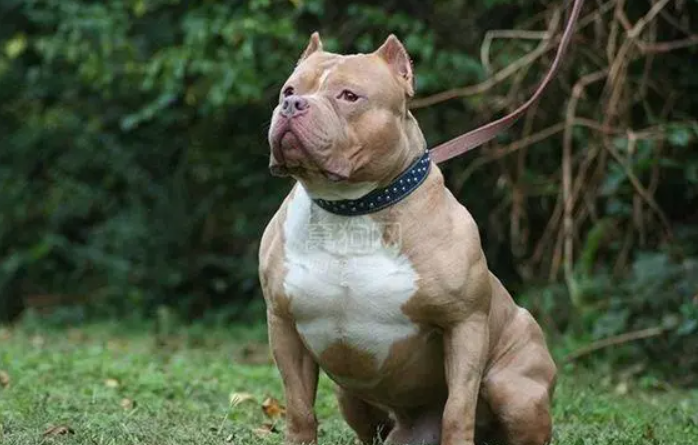 世界十大猛犬排名，杜高上榜，第二十我國國寶神犬