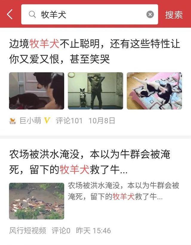 冰島唯一本土狗狗，卻一度慘遭滅絕，如今成為世界最稀有狗狗之一（冰島唯一本土狗狗）(8)