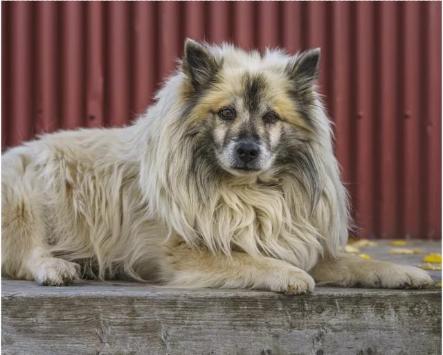 冰島唯一本土狗狗，卻一度慘遭滅絕，如今成為世界最稀有狗狗之一（冰島唯一本土狗狗）(3)