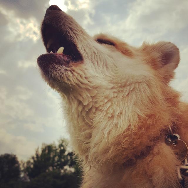 冰島唯一本土狗狗，卻一度慘遭滅絕，如今成為世界最稀有狗狗之一（冰島唯一本土狗狗）(6)