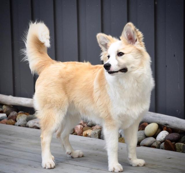 冰島唯一本土狗狗，卻一度慘遭滅絕，如今成為世界最稀有狗狗之一（冰島唯一本土狗狗）(2)