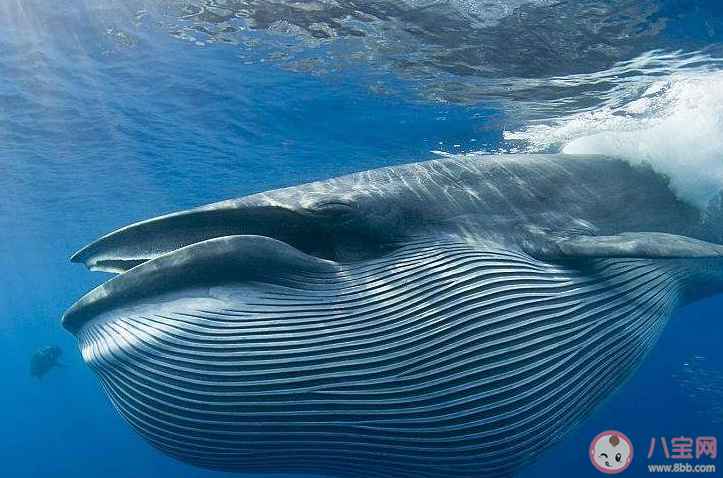 以下哪個海域是藍(lán)鯨分布較多的區(qū)域 神奇海洋4月8日答案