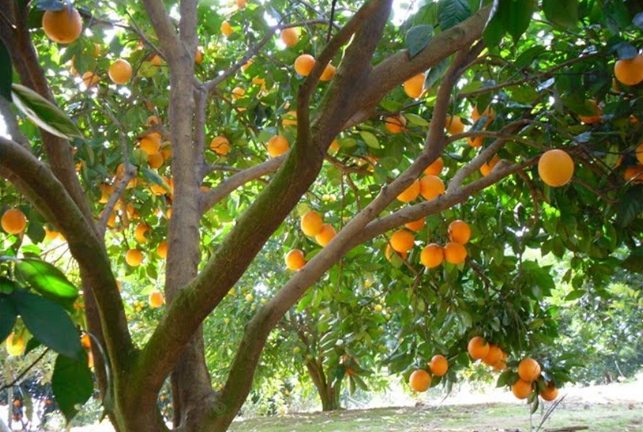 小投資十大暴富行業(yè) 果樹(shù)種植上榜，有你喜歡的行業(yè)嗎