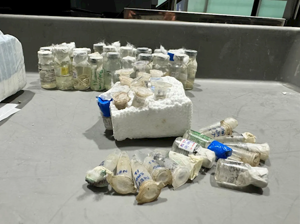 北京大興機(jī)場(chǎng)海關(guān)查獲57瓶寄生蟲(chóng)：共5種類別 旅客稱用于實(shí)驗(yàn)