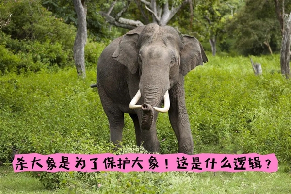 非洲要送英國、德國3萬頭大象 不能不要！嘗嘗和大象生活的滋味吧