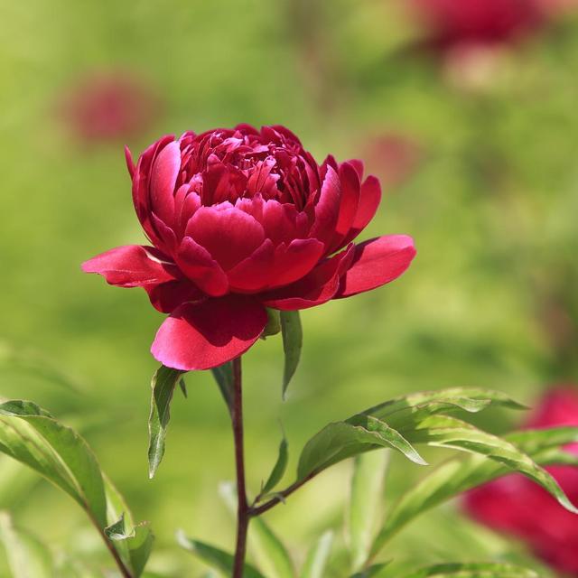 《本草》植物志之芍藥 關乎三國時期的瘟疫和一個消失的民族（本草植物志之芍藥）(12)