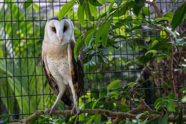 江蘇發(fā)現(xiàn)8只 猴面鷹 ，性格兇狠殘暴，為護(hù)幼崽，敢跟老鷹拼命（江蘇發(fā)現(xiàn)8只猴面鷹）(3)