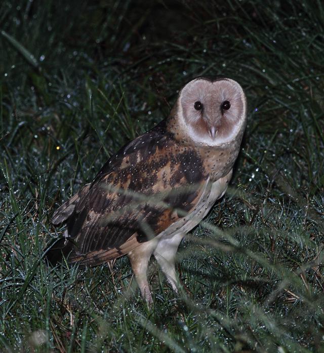 江蘇發(fā)現(xiàn)8只 猴面鷹 ，性格兇狠殘暴，為護(hù)幼崽，敢跟老鷹拼命（江蘇發(fā)現(xiàn)8只猴面鷹）(4)