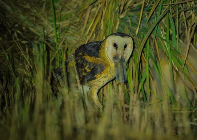 江蘇發(fā)現(xiàn)8只 猴面鷹 ，性格兇狠殘暴，為護(hù)幼崽，敢跟老鷹拼命（江蘇發(fā)現(xiàn)8只猴面鷹）(7)