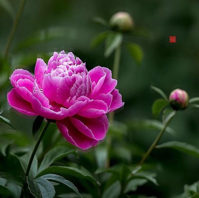 《本草》植物志之芍藥 關乎三國時期的瘟疫和一個消失的民族（本草植物志之芍藥）(10)