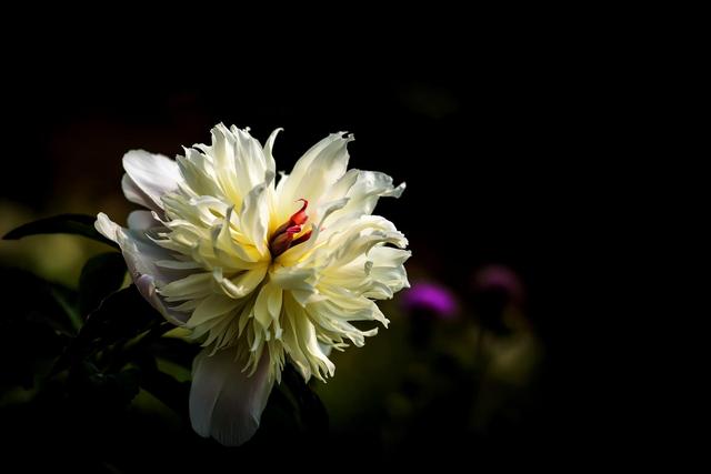 《本草》植物志之芍藥 關乎三國時期的瘟疫和一個消失的民族（本草植物志之芍藥）(4)