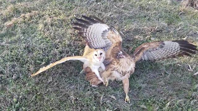 江蘇發(fā)現(xiàn)8只 猴面鷹 ，性格兇狠殘暴，為護(hù)幼崽，敢跟老鷹拼命（江蘇發(fā)現(xiàn)8只猴面鷹）(8)