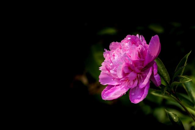 《本草》植物志之芍藥 關乎三國時期的瘟疫和一個消失的民族（本草植物志之芍藥）(5)
