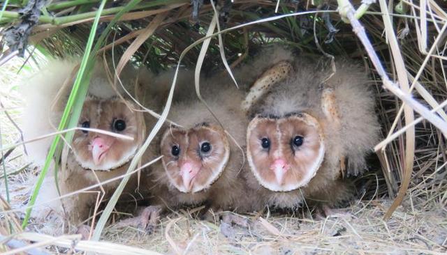 江蘇發(fā)現(xiàn)8只 猴面鷹 ，性格兇狠殘暴，為護(hù)幼崽，敢跟老鷹拼命（江蘇發(fā)現(xiàn)8只猴面鷹）(6)