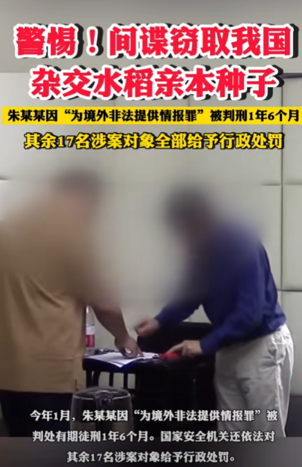 間諜竊取我國雜交水稻親本種子獲刑（朱某向境外出賣我國優(yōu)質(zhì)親本稻種） 4