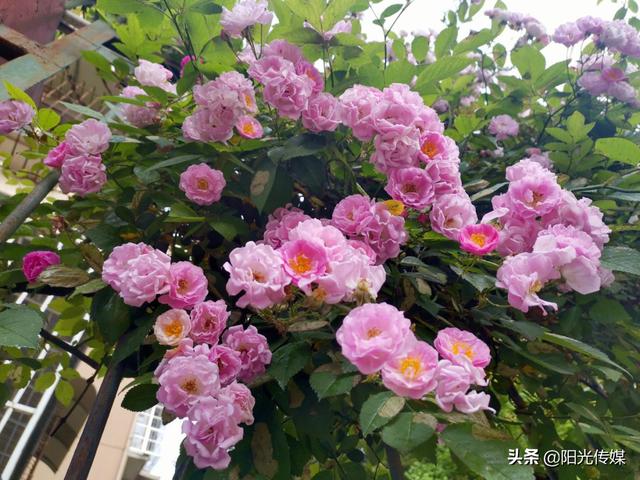 薔薇花開，暮春迎夏（薔薇花開暮春迎夏）(13)