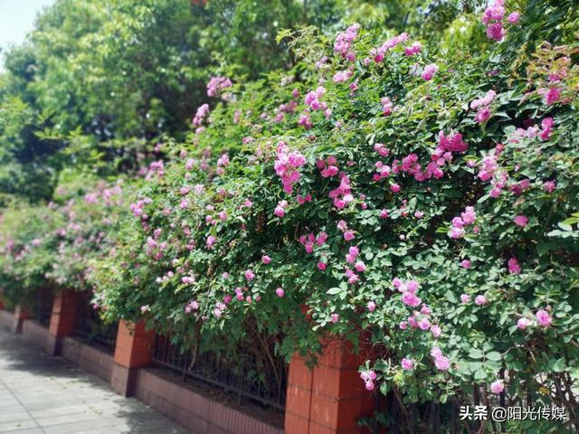 薔薇花開，暮春迎夏（薔薇花開暮春迎夏）(7)