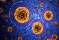 重大發(fā)現(xiàn)！南京大學科學家揭示“返老還童”因子