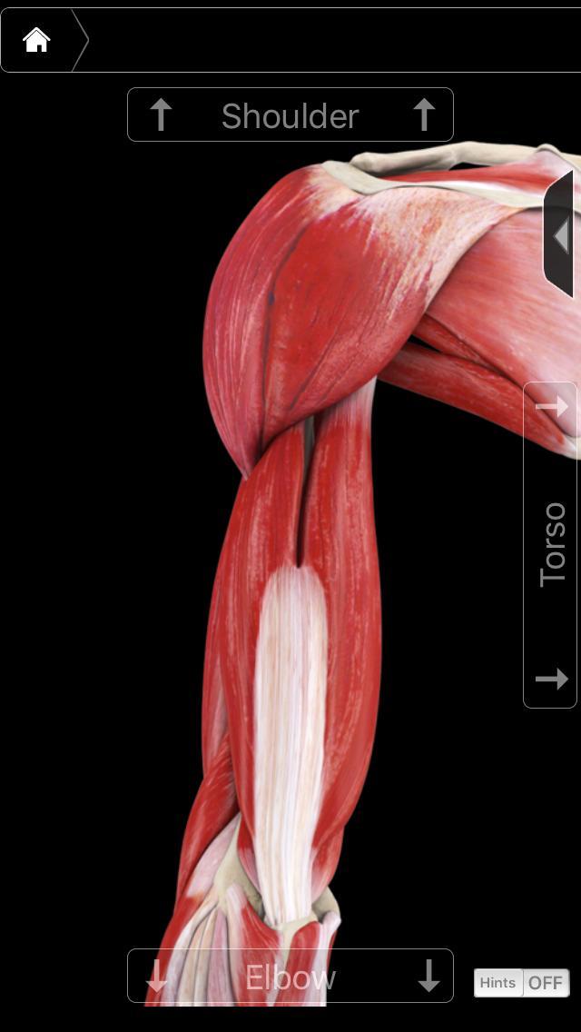 手臂塑形燃脂訓(xùn)練方案，5個動作暴汗燃爆手臂肌肉，高強度瘦手臂（手臂塑形燃脂訓(xùn)練方案）(4)