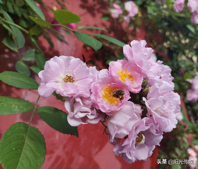 薔薇花開(kāi)，暮春迎夏（薔薇花開(kāi)暮春迎夏）(11)