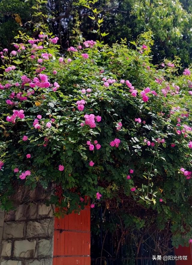 薔薇花開(kāi)，暮春迎夏（薔薇花開(kāi)暮春迎夏）(8)