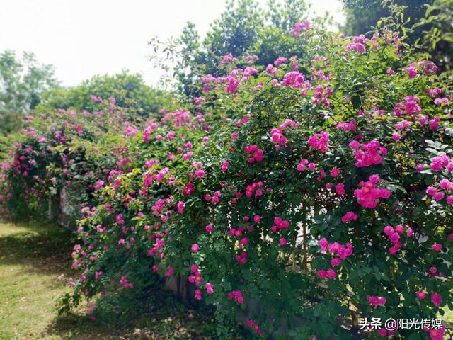 薔薇花開(kāi)，暮春迎夏（薔薇花開(kāi)暮春迎夏）(5)