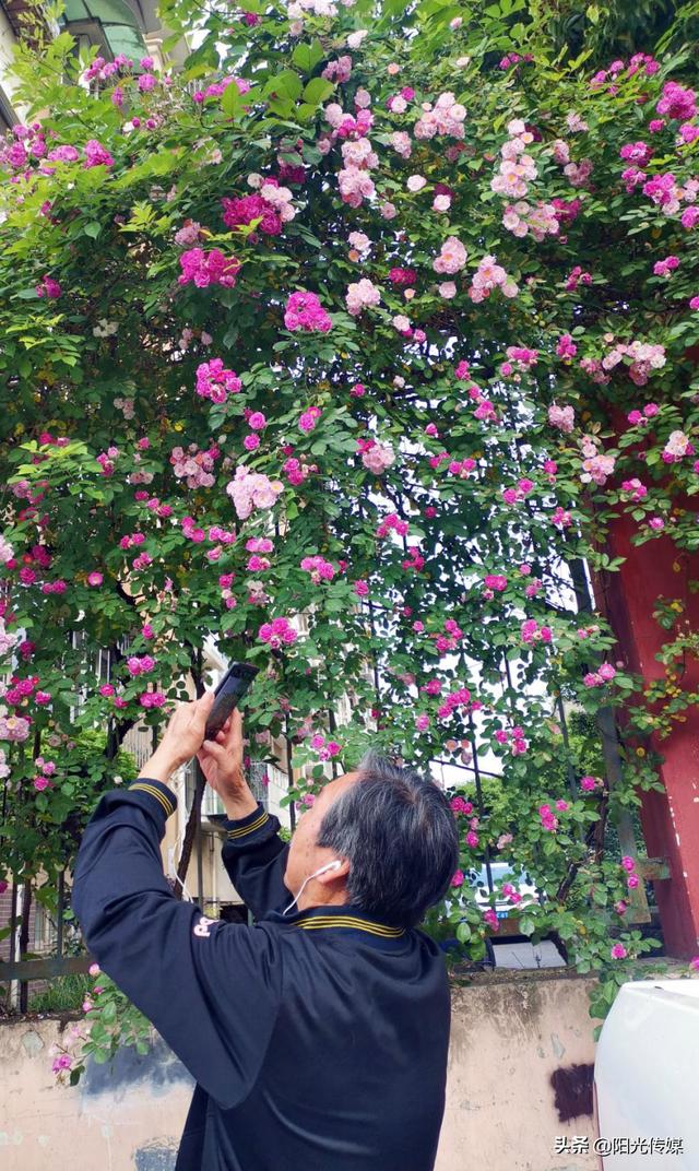 薔薇花開(kāi)，暮春迎夏（薔薇花開(kāi)暮春迎夏）(12)