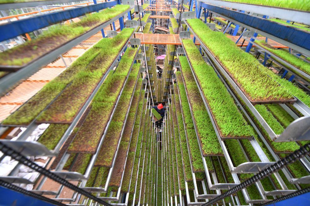 2024春天田野里的新故事,全國推進春季農(nóng)業(yè)生產(chǎn) 10