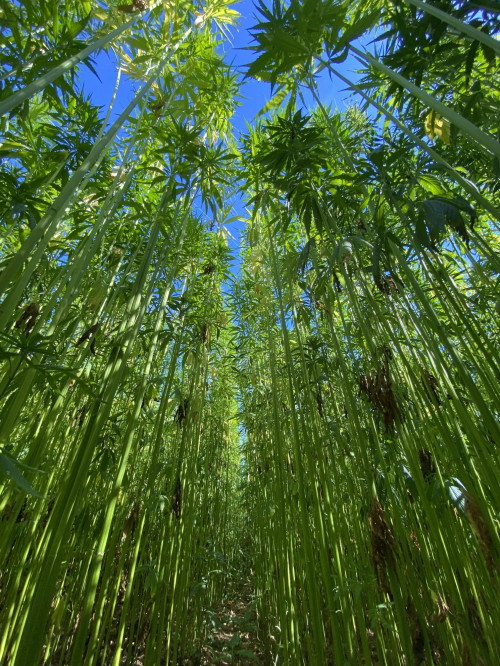 與自然連接，藝術(shù)是共通的語言