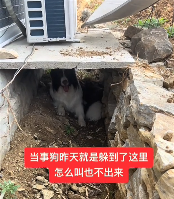 家中失火邊牧第一個溜了 土狗留在屋內(nèi)照顧狗仔