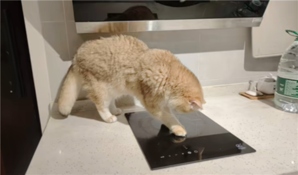 四川一小貓竟成“縱火犯” 誤開電磁爐把家炸了 如今直播還債