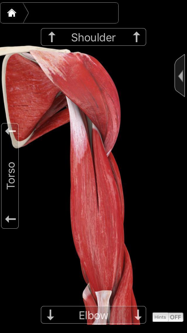 手臂塑形燃脂訓(xùn)練方案，5個動作暴汗燃爆手臂肌肉，高強(qiáng)度瘦手臂（手臂塑形燃脂訓(xùn)練方案）(3)