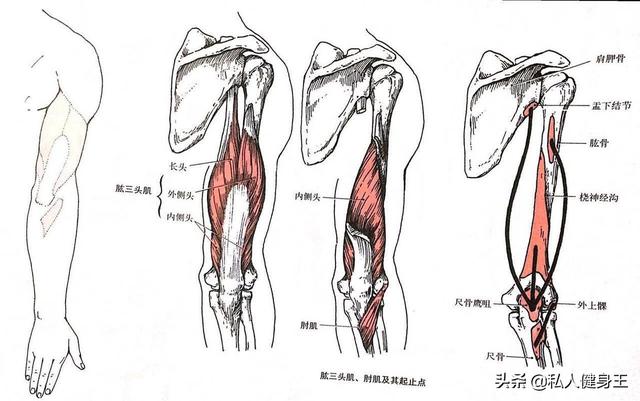 手臂訓(xùn)練計劃，六個訓(xùn)練動作，帶你練出麒麟臂，增肌人群必備（手臂訓(xùn)練計劃六個訓(xùn)練動作）(5)