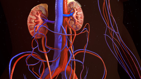 iga系膜增生腎炎預(yù)后