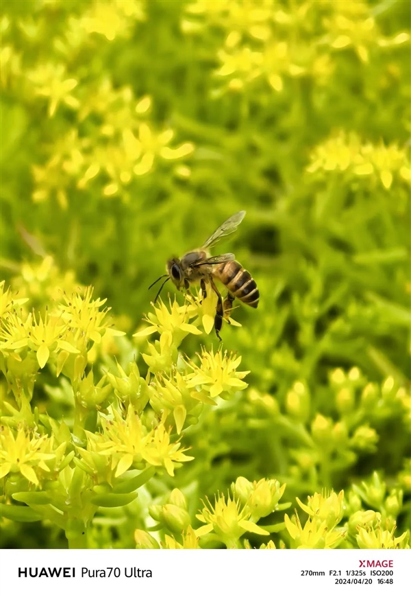 體驗(yàn)了三天華為Pura 70 Ultra 我明白了為啥P系列要改名