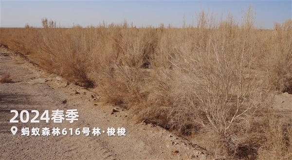 螞蟻森林超9成樹種在“三北”攻堅戰(zhàn)核心區(qū) 再捐1億元支持甘肅治沙