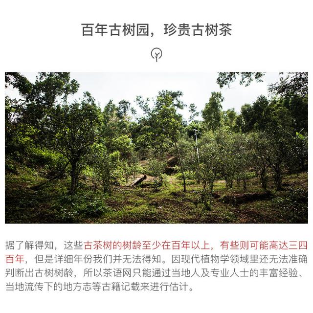 市集|生普 2017蠻磚百年古樹春茶（2017蠻磚百年古樹春茶）(3)