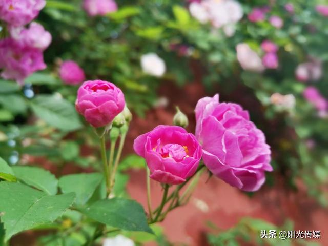 薔薇花開，暮春迎夏（薔薇花開暮春迎夏）(9)