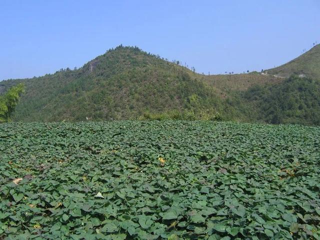 味道研究所 | 橘黃變棕紅 這口Q糯甜香深深烙印在你心間（味道研究所橘黃變棕紅）(11)