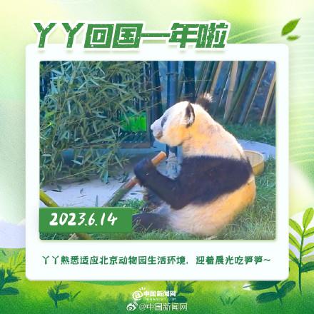 丫丫回國(guó)一年胖若兩熊 6