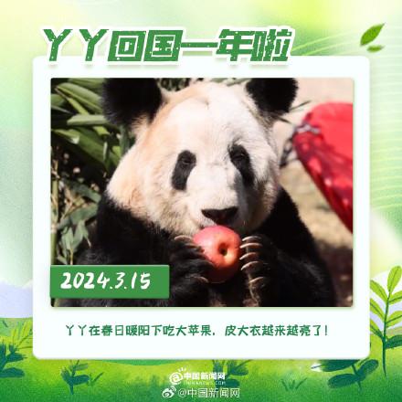 丫丫回國(guó)一年胖若兩熊 20