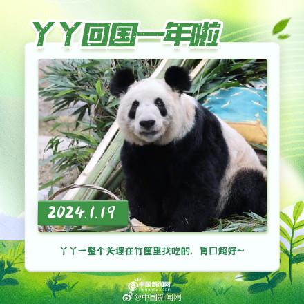 丫丫回國(guó)一年胖若兩熊 16