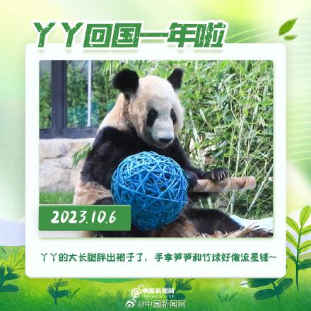 丫丫回國(guó)一年胖若兩熊 12