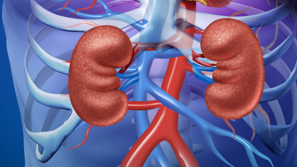 單側(cè)腎萎縮是一種嚴(yán)重的疾病