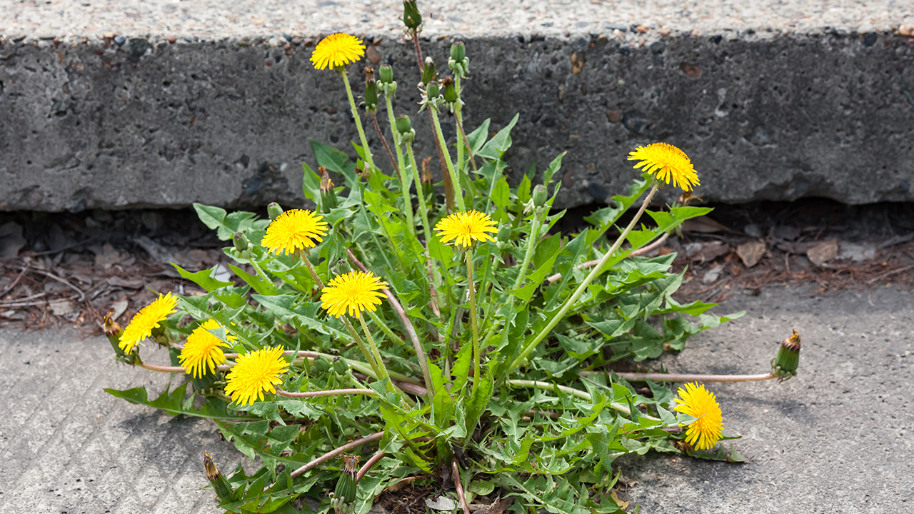 哺乳期感冒吃什么藥