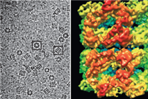 下棋下哭柯潔的DeepMind 又要讓生物界大地震