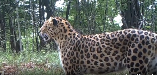 東北虎獵殺東北豹 豹子身體被啃食一半：新后續(xù)來了 繼承者現(xiàn)身
