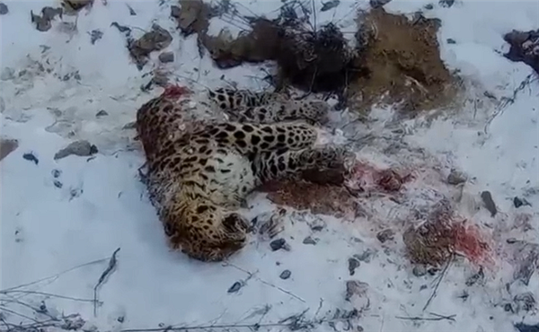 東北虎獵殺東北豹 豹子身體被啃食一半：新后續(xù)來了 繼承者現(xiàn)身