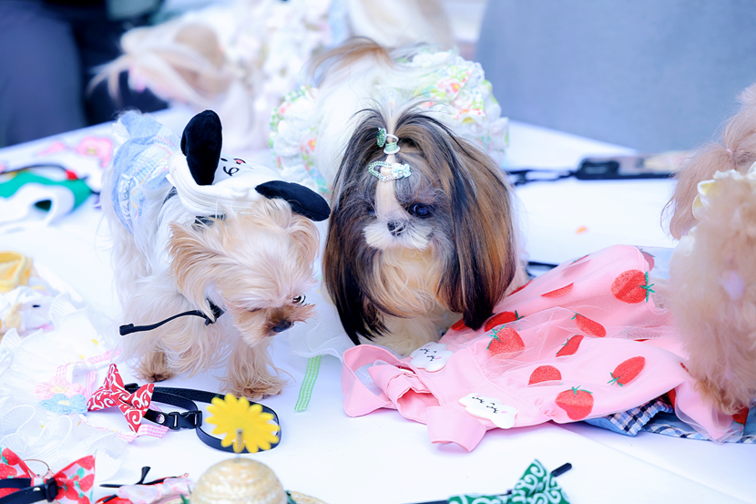 萌寵云集！五月的玉林東路可愛值“爆表”！